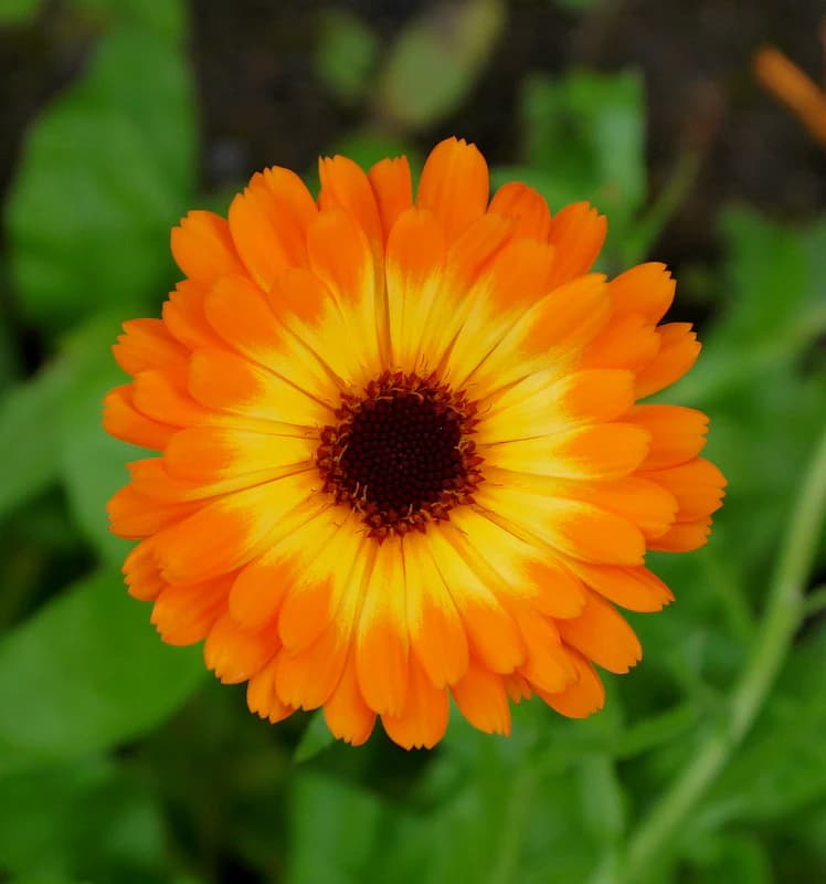 Estratto di Calendula